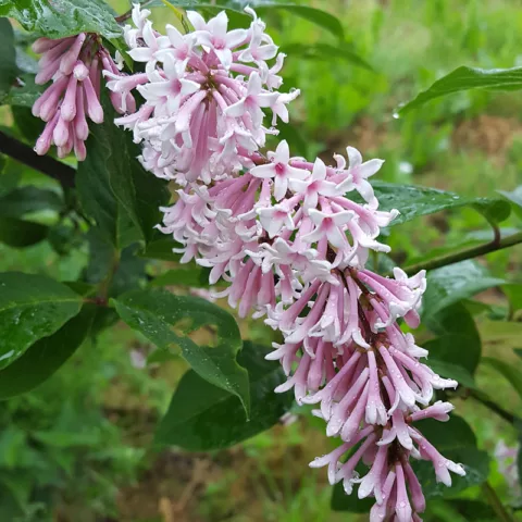 Syringa sweginzowii "Lark Song"