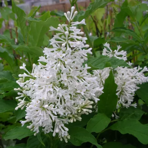 Syringa henryi "Tammelan Kaunotar"