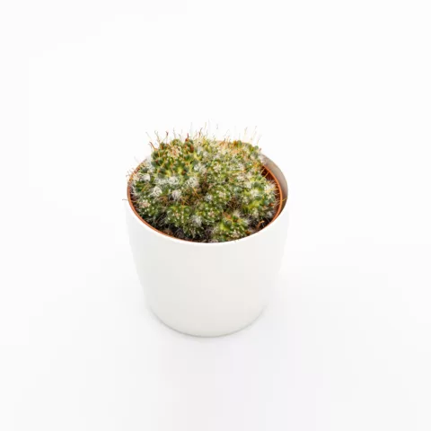 Mammillaria "Supernova"