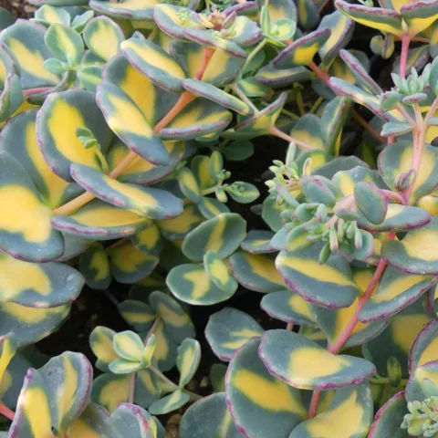 Sedum sieboldii "Variegatum"