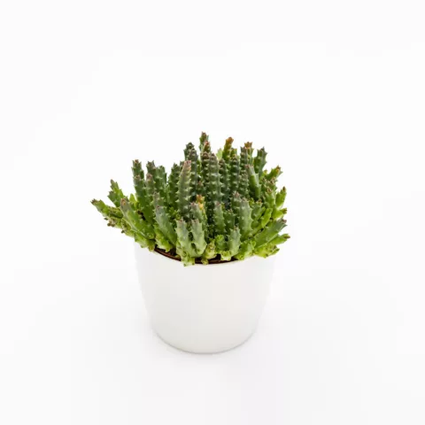 Stapelia desmetiana