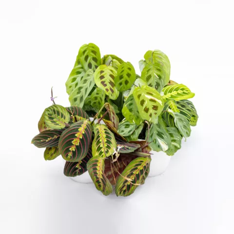 Maranta in variet