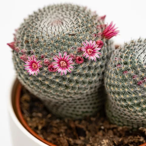 Mammillaria pseudoperbella