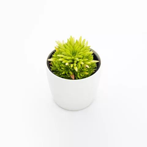 Haworthia kikuhigasa