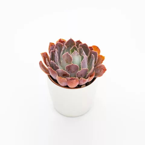 Echeveria "Neon Breakers"