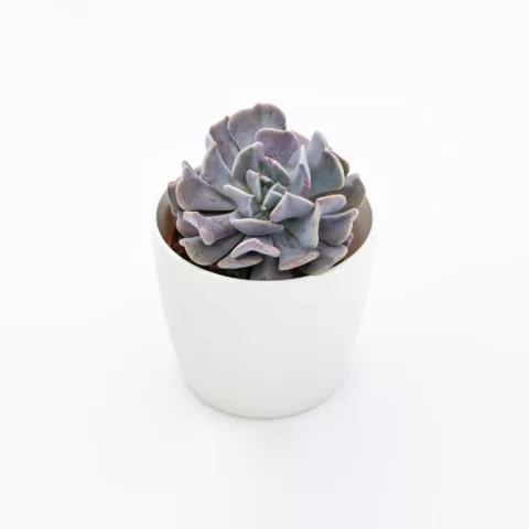 Echeveria "Cubic Frost"