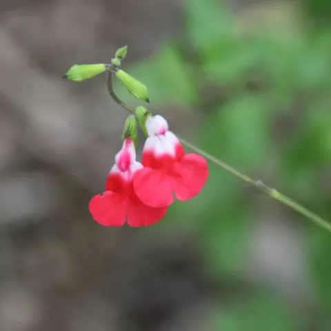 Salvia microphylla "Cherry Lips"