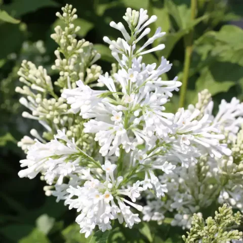 Syringa x josiflexa "Agnes Smith"