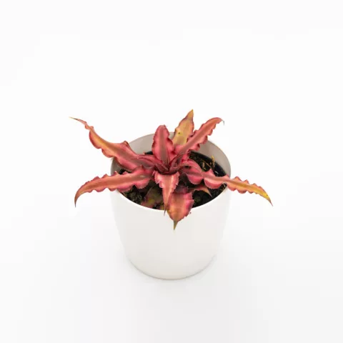 Cryptanthus in variet