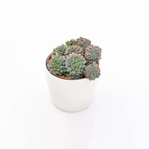 Echeveria setosa var. rundelli crestata