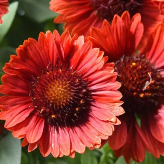 Gaillardia aristata "Spintop Red"