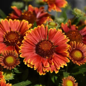 Gaillardia aristata "Spintop Yellow Touch"