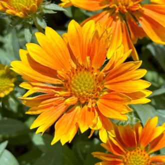 Gaillardia aristata "Spintop Mango"