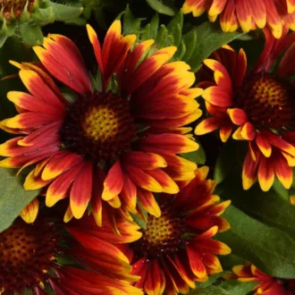 Gaillardia aristata "Spintop Orange Halo"