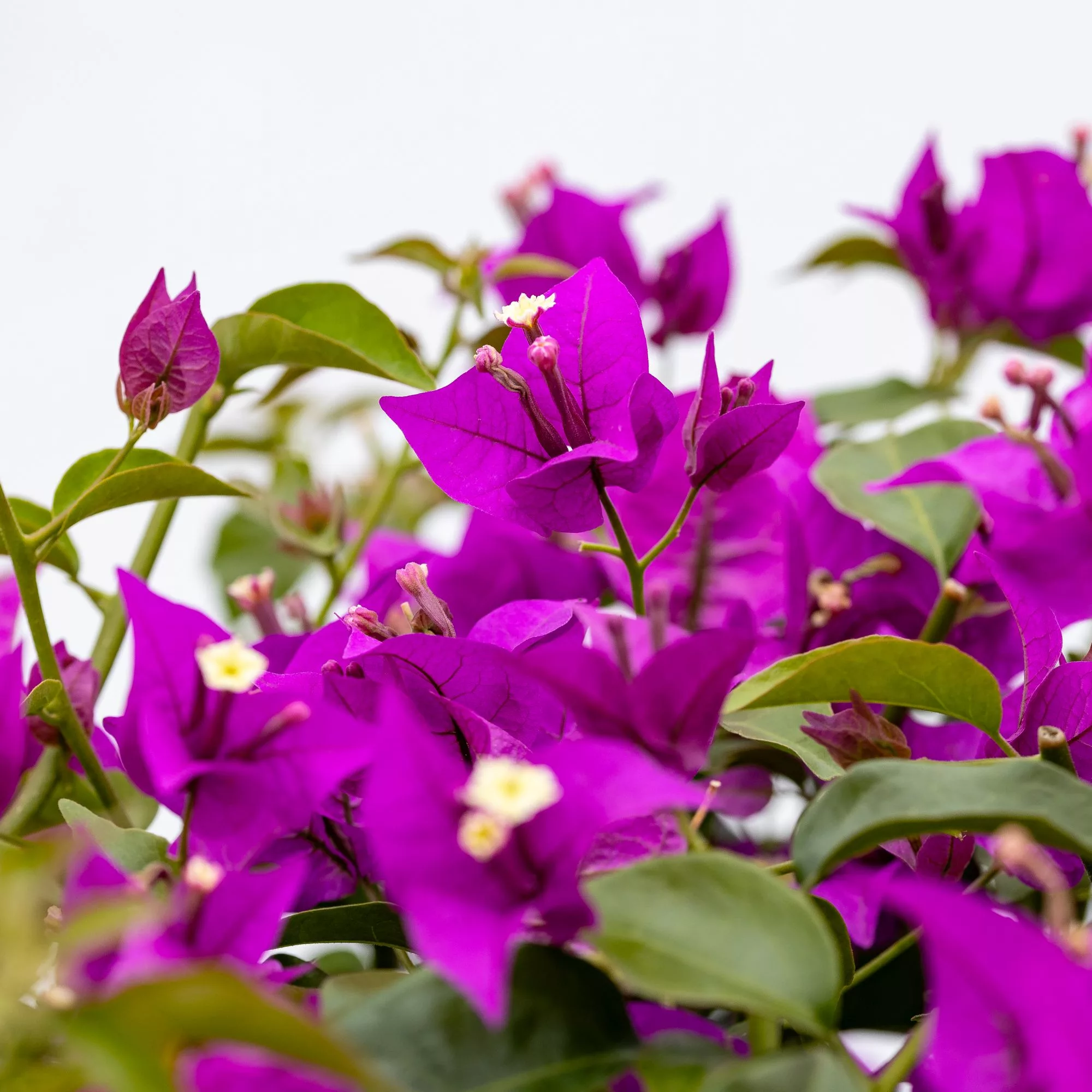 Bougainvillea alberello