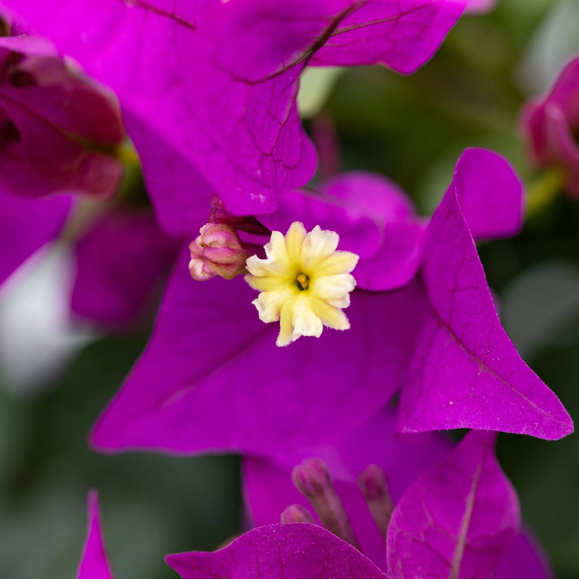 Bougainvillea alberello