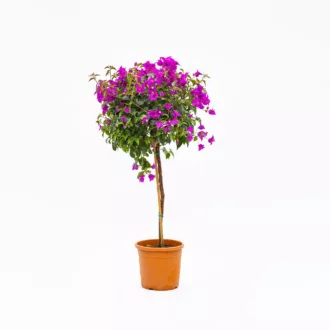 Bougainvillea alberello