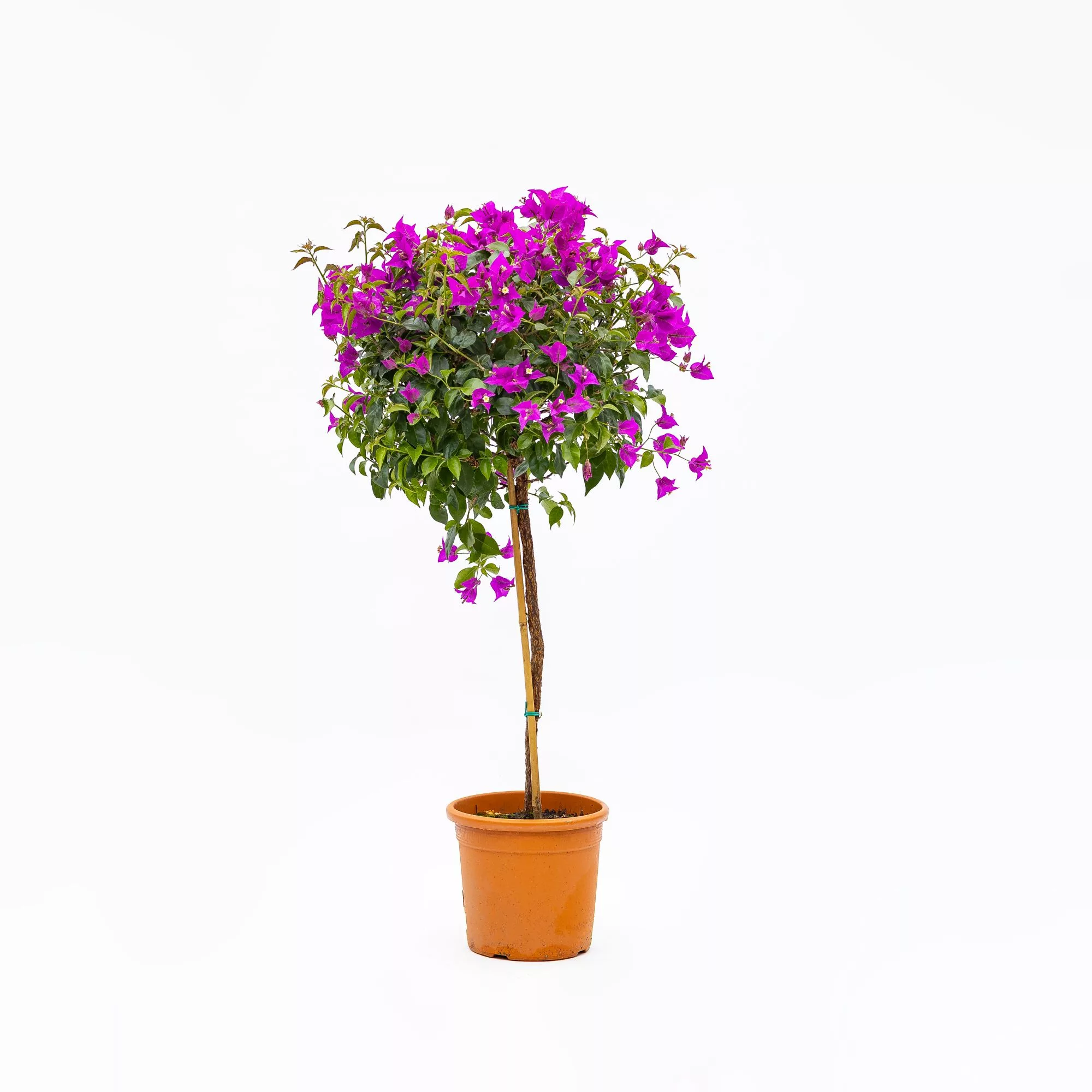 Bougainvillea alberello