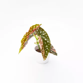 Begonia maculata "Pink Splice"