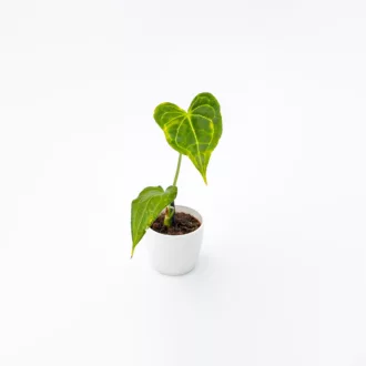 Anthurium "Delta Force"