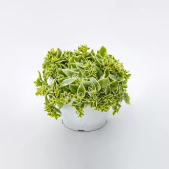 Aptenia cordifolia "Variegata"