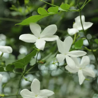 Jasminum officinale