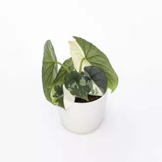 Alocasia melo "Albo Variegata"