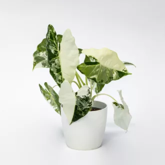 Alocasia micholitziana "Frydek Variegata"