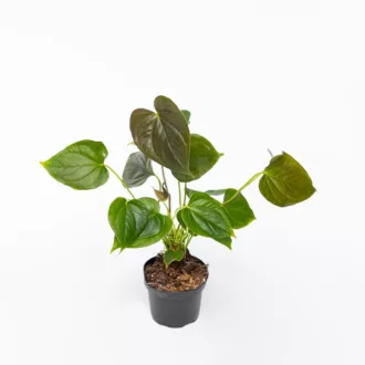 Anthurium "Red Beauty"