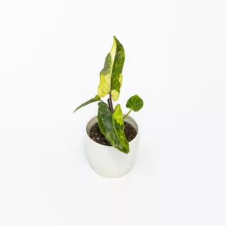 Alocasia lauterbachiana "Variegata"