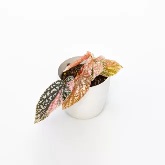Begonia corallina "Snow Capped Variegata"