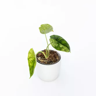 Alocasia "Dragon Scale Mint"