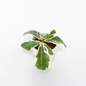 Ficus lyrata "Variegata"
