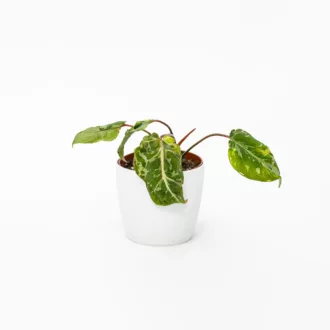 Philodendron gloriosum "Snow Leopard"