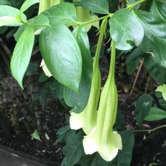 Cubanola domingensis