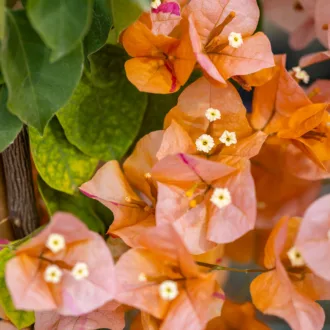 Bougainvillea x buttiana "Lady Mary Baring"