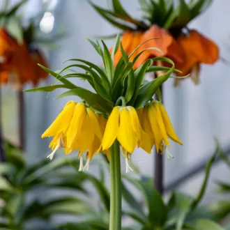 Fritillaria Imperialis Lutea - Bulbo