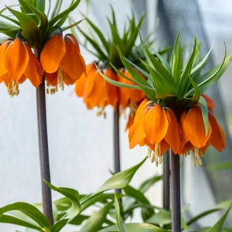 Fritillaria imperialis "William Rex"