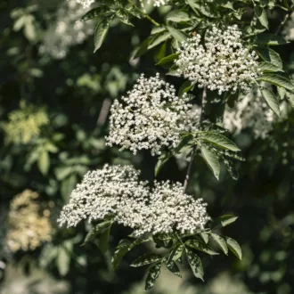 Sambucus nigra