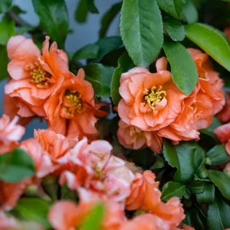 Chaenomeles x superba "Cameo"