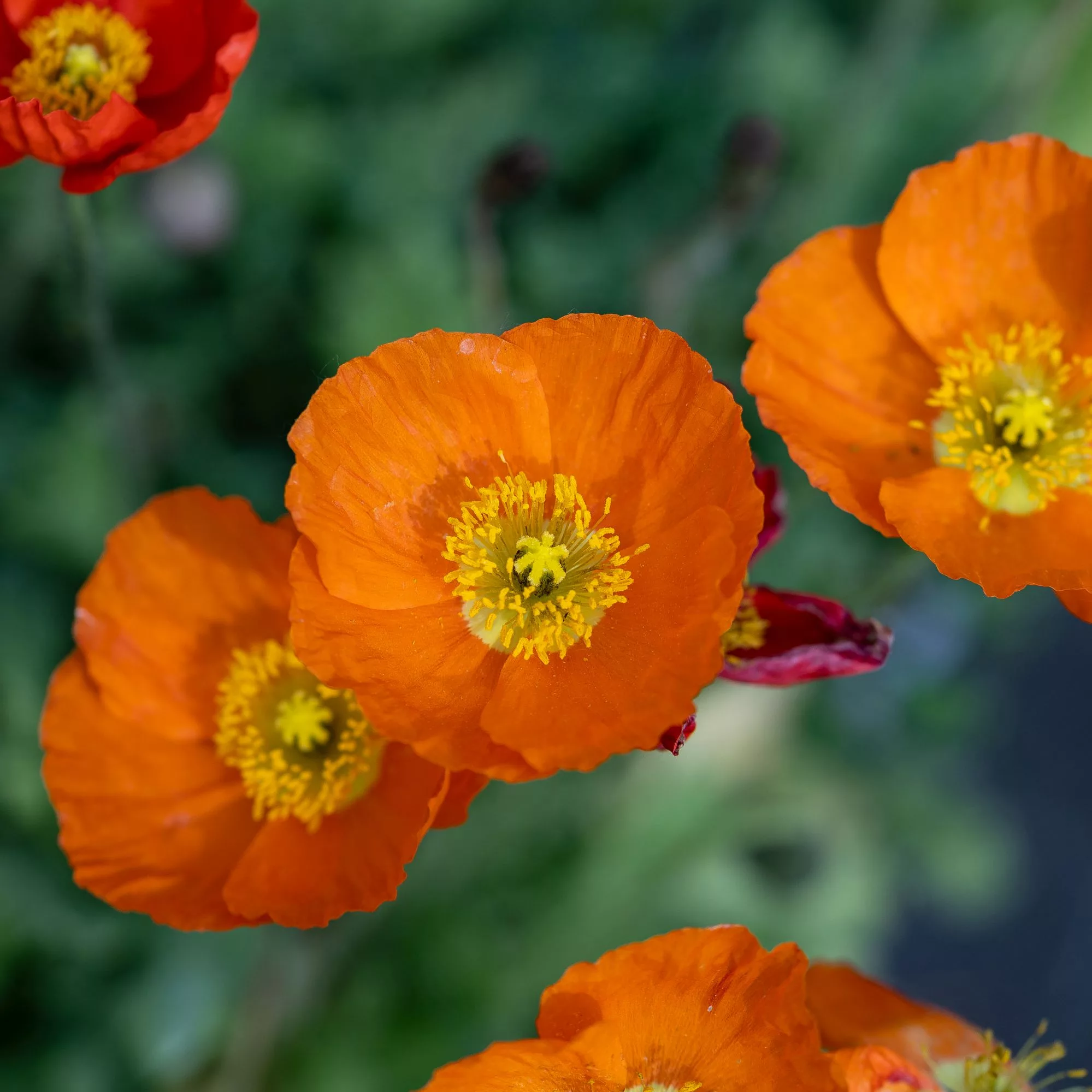 Papaver nudicaule "Pop-Up Mix"