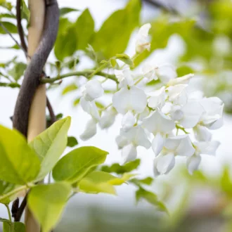 Wisteria brachybotrys "Shiro Kapitan Fuji"