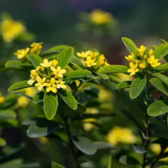 Daphne gemmata "Royal Crown"