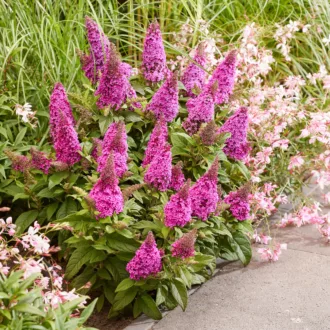 Buddleja davidii Butterfly Candy "Little Cerise"