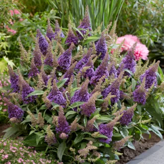 Buddleja davidii Butterfly Candy "Little Lila"