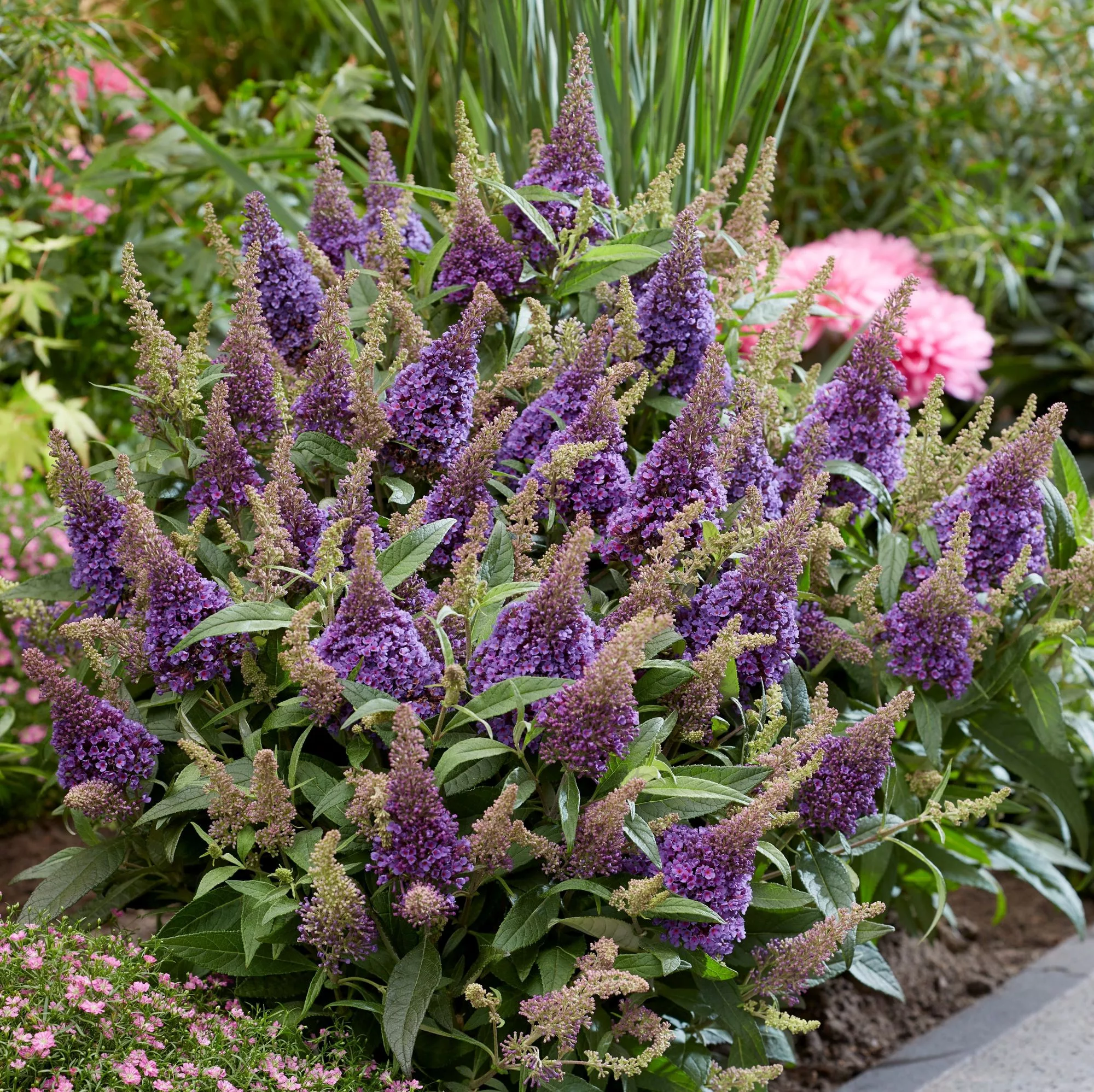 Buddleja davidii Butterfly Candy "Little Lila"
