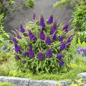 Buddleja davidii Butterfly Candy "Little Purple"