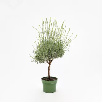 Lavandula angustifolia - alberello