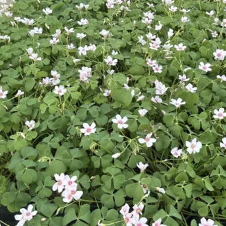 Oxalis floribunda "Rosa"