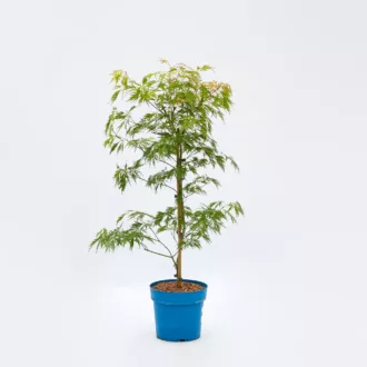 Acer x pseudosieboldianum "Ice Dragon"